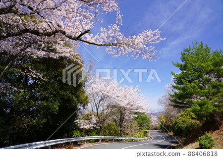 櫻花盛開宣言之日的奈良奧山車道 櫻花盛開宣言之日的奈良奧山車道 88406818