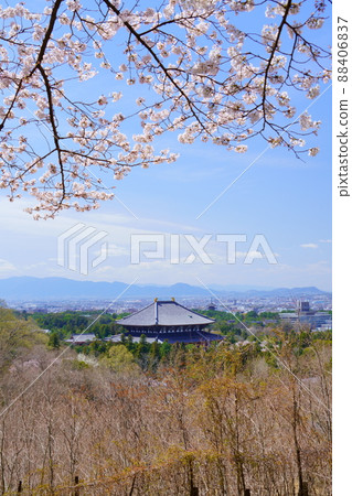 櫻花盛開宣言日東大寺和興福寺五層塔 88406837