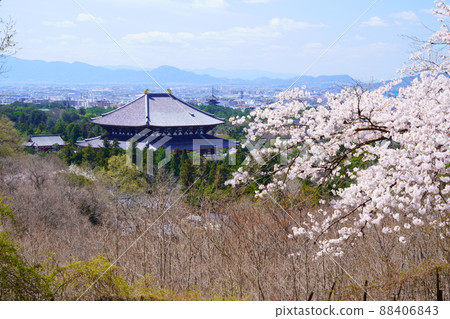 櫻花盛開宣言日東大寺和興福寺五層塔 櫻花盛開宣言日東大寺和興福寺五層塔 88406843
