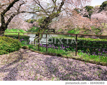 A row of cherry blossom trees in Chidorigafuchi, Kudan, Tokyo 88406969