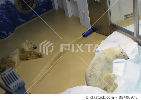 白濱冒險世界北極熊 88406975