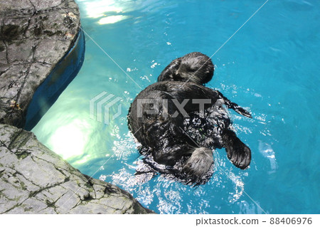 白濱冒險世界的海獺 88406976