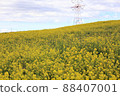Rape blossoms 88407001