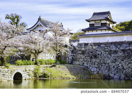 櫻花盛開的舞鶴公園，福岡城跡（福岡市中央區） 88407037