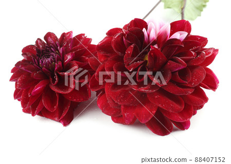 Dahlia flowers isolated on white Dahlia flowers isolated on white 88407152