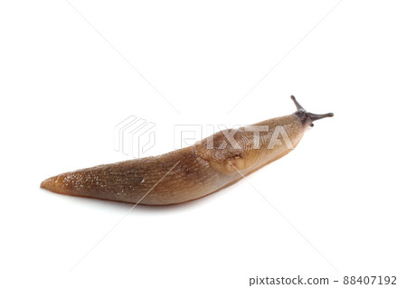 Slug isolated on white 88407192