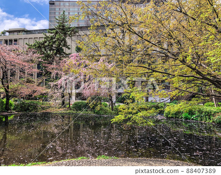 東京紀尾井町清水穀公園的櫻花 88407389