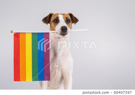 Jack russell terrier dog holding a rainbow flag in his mouth on a white background. Copy space.  88407397