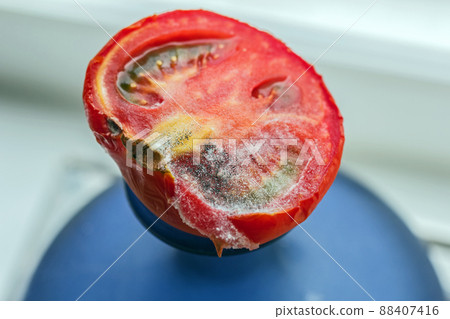 Mold on half of red tomato Mold on half of red tomato 88407416