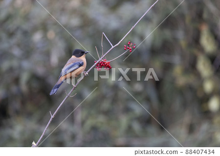 Rufous Sibia, Heterophasia capistrata, Uttarakhand, India Rufous Sibia, Heterophasia capistrata, Uttarakhand, India 88407434