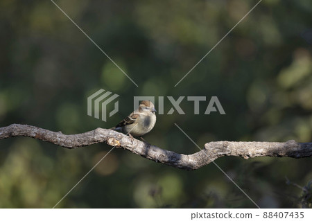 Russet Sparrow, Passer cinnamomeus, Uttarakhand, India 88407435