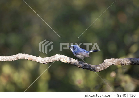 Slaty blue Flycatcher, Ficedula tricolor, Uttarakhand, India Slaty blue Flycatcher, Ficedula tricolor, Uttarakhand, India 88407436