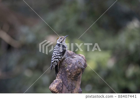 Yellow-crowned woodpecker, Leiopicus mahrattensis or Mahratta woodpecker, Uttarakhand, India Yellow-crowned woodpecker, Leiopicus mahrattensis or Mahratta woodpecker, Uttarakhand, India 88407441
