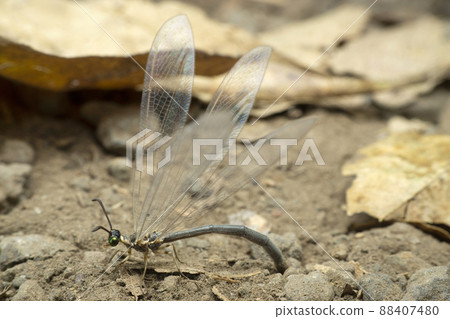 Female lacewing insect laying eggs in sand, Satara, Maharashtra, India Female lacewing insect laying eggs in sand, Satara, Maharashtra, India 88407480