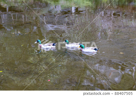 A duck swimming in a pond 88407505