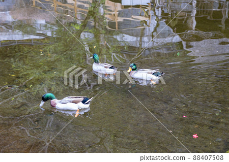 鴨子在池塘里游泳 88407508