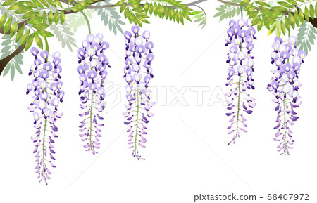  Wisteria flowers 88407972