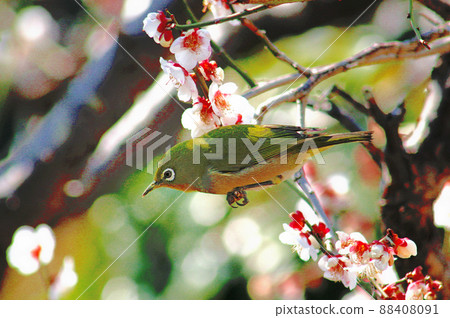 White-eye came to the plum tree 88408091
