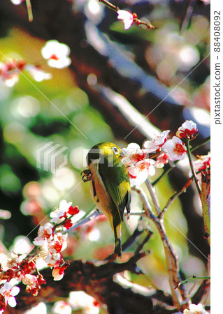 White-eye came to the plum tree White-eye came to the plum tree 88408092