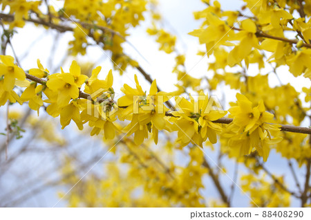 橙色連翹 88408290