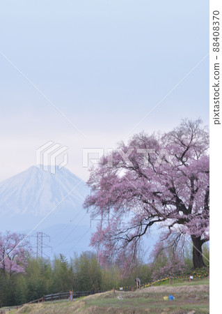 韭崎市上山町的櫻花萬塚和富士山 88408370