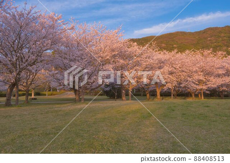山口縣防府市春櫻向島運動公園 山口縣防府市春櫻向島運動公園 88408513