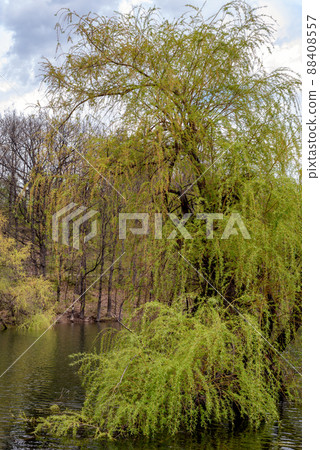 Bor Lake artificial lake in eastern Serbia near the city of Bor Bor Lake artificial lake in eastern Serbia near the city of Bor 88408557