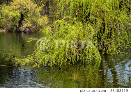 Bor Lake artificial lake in eastern Serbia near the city of Bor 88408559