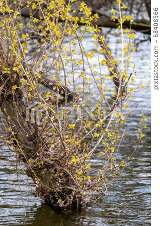Bor Lake artificial lake in eastern Serbia near the city of Bor Bor Lake artificial lake in eastern Serbia near the city of Bor 88408566