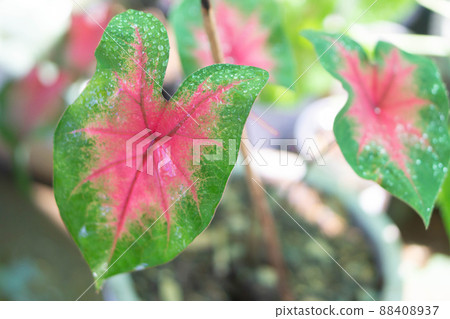 Closeup colorful pink and green caladium leaves in the garden with light in the morning, selective focus 88408937