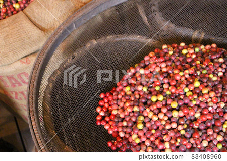 Harvested raw coffee beans Harvested raw coffee beans 88408960