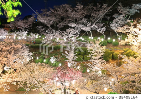 [Hiroshima Prefecture] Night cherry blossoms in Senkoji Park (Onomichi) 88409164