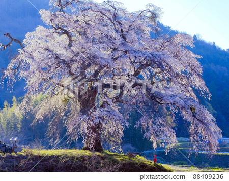 在山上哭泣的櫻桃樹 88409236