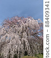 Cherry blossoms at Maruyama Park 88409341