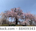 Cherry blossoms at Maruyama Park 88409343
