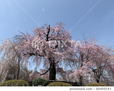 Cherry blossoms at Maruyama Park 88409343