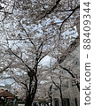 Cherry blossoms in Kyoto 88409344