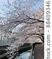Cherry blossoms along the river 88409346