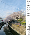 Cherry blossoms along the river 88409347