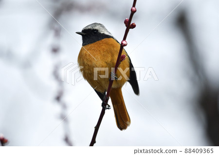 Daurian Redstart的丈夫（春天的形象） 88409365