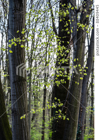 Vertical shot of tree trunks, branches and green leaves 88409445