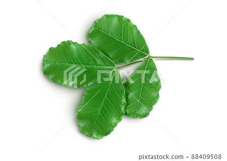 Fresh carob leaves isolated on white background with clipping path. Top view. Flat lay 88409508