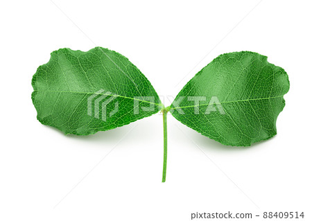 Fresh carob leaves isolated on white background with clipping path Fresh carob leaves isolated on white background with clipping path 88409514
