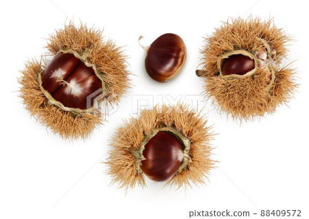 opened sweet chestnut in its spiky husk isolated on white. Top view. Flat lay. opened sweet chestnut in its spiky husk isolated on white. Top view. Flat lay. 88409572