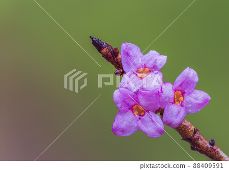 Blooming daphne mezereum, purple bloom of a Mezereon 88409591