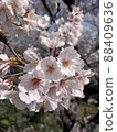 Cherry Blossoms	 88409636