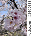 Cherry Blossoms	 88409638