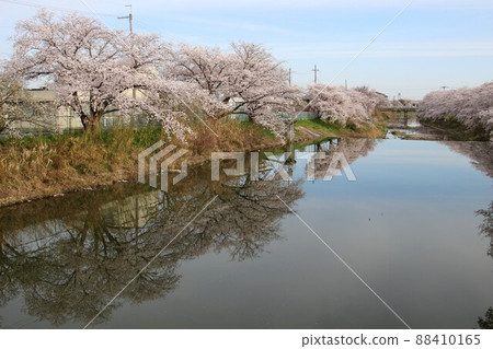 Sakura Tawaramoto Sakura Tawaramoto 88410165
