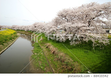 Sakura Tawaramoto 88410342