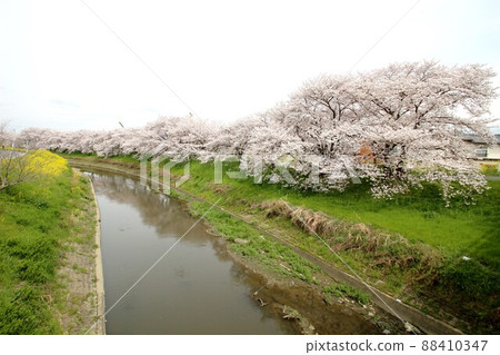 Sakura Tawaramoto 88410347